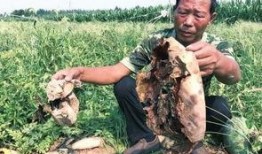 梁山吃瓜最新事件爆料新闻