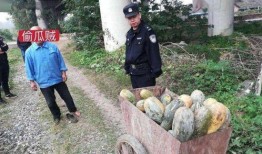 监利网红吃瓜事件,揭秘网络舆论的狂欢与反思